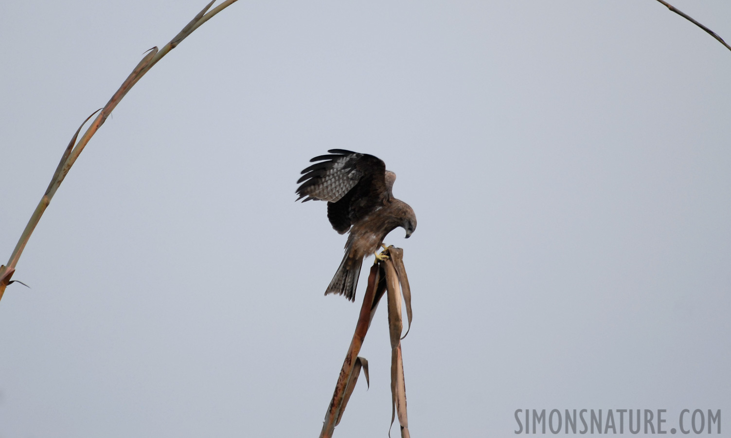 Milvus migrans govinda [550 mm, 1/350 Sek. bei f / 5.6, ISO 400]